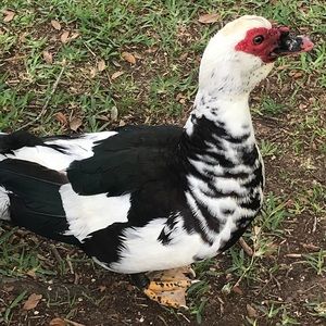 Meet your Posher, Joanie